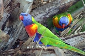 Rainbow Lorikeets on Burliegh Head Beach