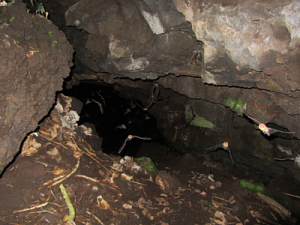 Nicaragua cave bats