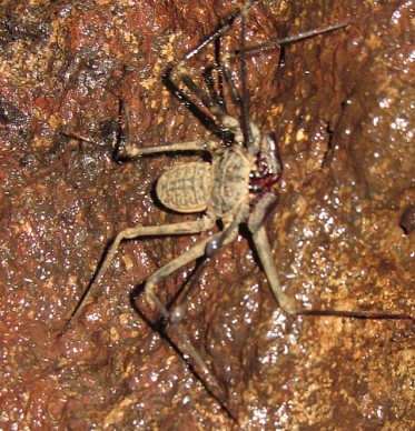 The infamous scorpion spider, found in a cave near Masaya, Nicaragua