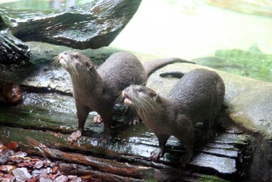 Australia Zoo's Furry Inhabitants