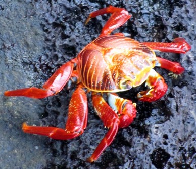 Anywhere you find volcanic rock by the seashore, you'll find these little red, orange and yellow crabs.