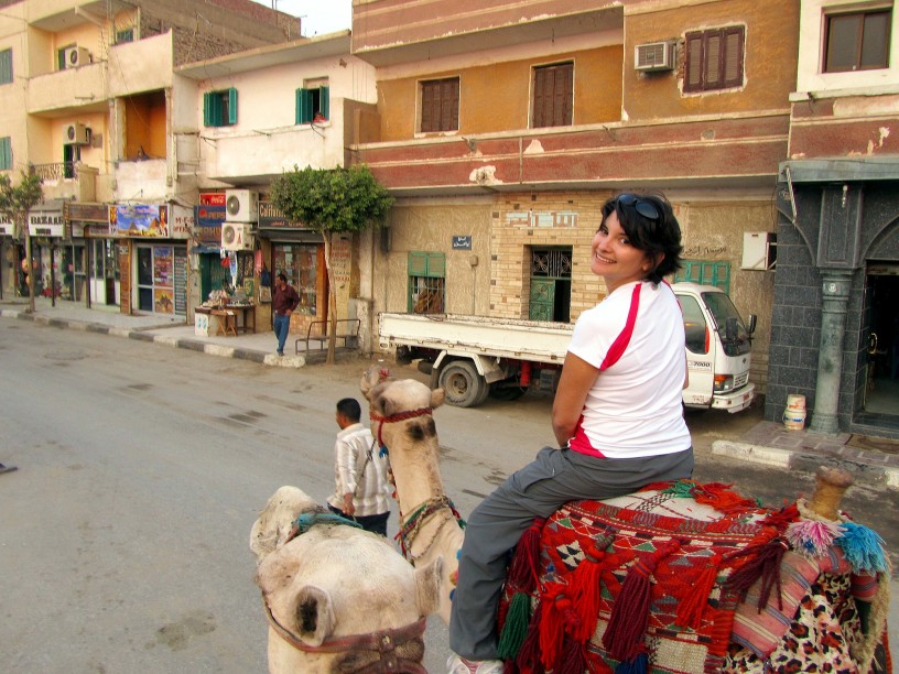 Urban Camel Jockeying In Cairo