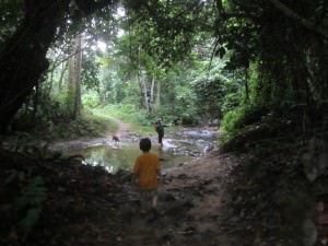 Trekking Though A Jungle In Fiji