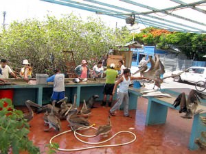 Downtown Puerto Ayora: Seals and pelicans at the fishermen's cleaning station