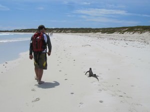 Walking with Marine Iguanas.